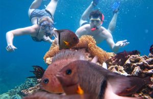 lặn ngắm san hô